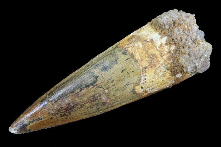 Real Spinosaurus Tooth - Nice Tip #74916